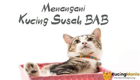 7 Penyebab Dan Cara Mengobati Kucing Mencret AMPUH Merawat Anak