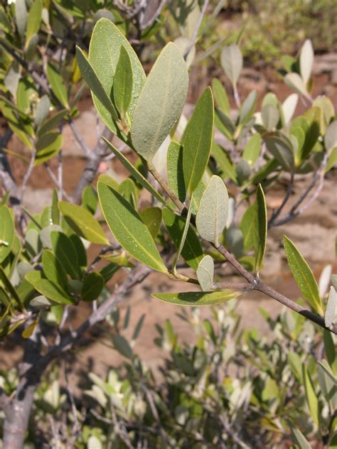 Avicennia germinans - Leon Levy Native Plant Preserve