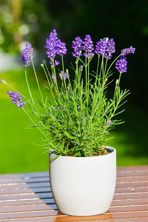 The Amazing Benefits Of Growing Lavender In Your Garden