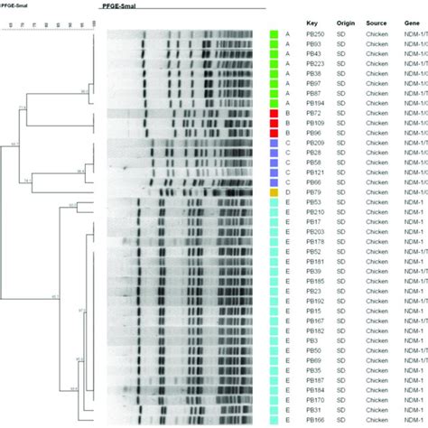 Dna Fingerprinting Of Bla Ndm Positive P Mirabilis Via Pulsed