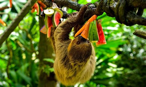 Discover the Reasons Why Sloths Move So Slow - A-Z Animals