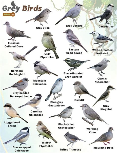 3 Types Of Grey Birds Found In Alaska Nature Blog Network