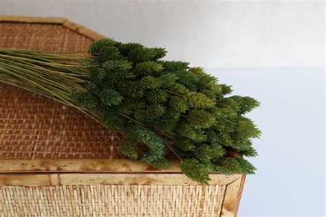 Olive Dried Phalaris Grass Flowerfantasee