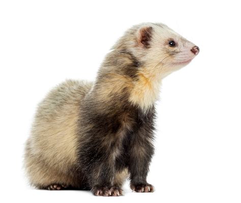 Premium Photo Ferret Sitting Looking Away Isolated On White