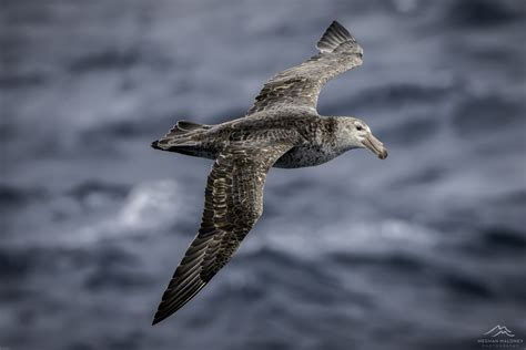 Reasons To Visit Antarctica Antarctica Photography Tours