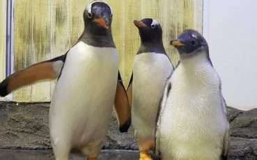Sydney Gay Penguins Sphen And Magic May Become Dads Again QNews