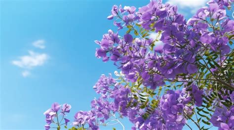 Flores Moradas En Un Rbol Bajo El Sol Foto Premium