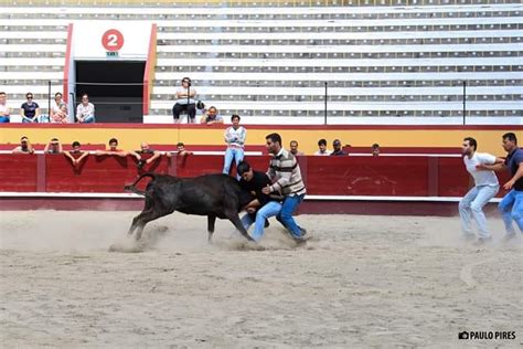 Farpas Blogue Forcados Do Ramo Grande Em Grande Forma Para Esta