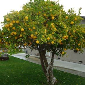 Cómo trasplantar un limonero