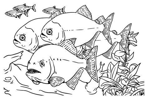 Piranha Coloring Pages P Ginas Para Colorir Para Crian As E Adultos