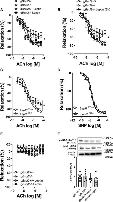 Leptin Restores Endothelial Function Via Endothelial Ppar Nox