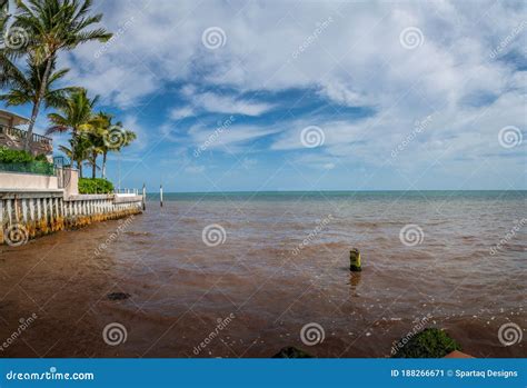 Red Tide In Summer Season Harmful Algal Bloom Phenomenon In Key West