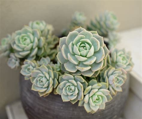 What are the best types of succulent? | Homes & Gardens