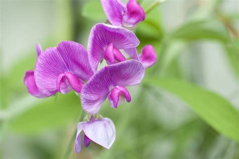 12 Best Perennial Vines To Grow In The Sun Sweet Pea Flowers Sweet