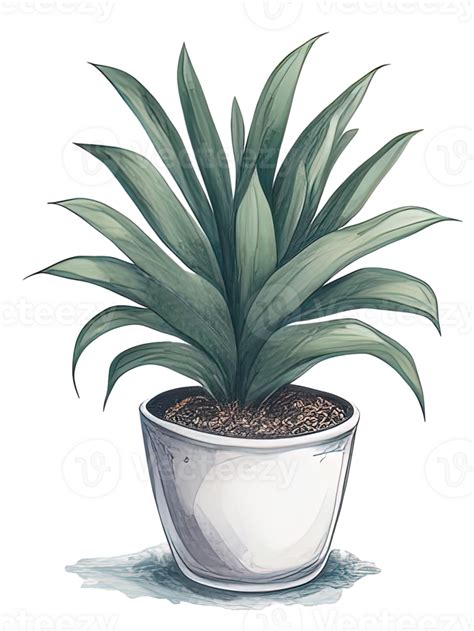 Watercolor House Plants Watercolor 24218055 Png