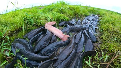 Amazing Fishing Catch A Lots Of Fish Under Grass In Dry Water At Field