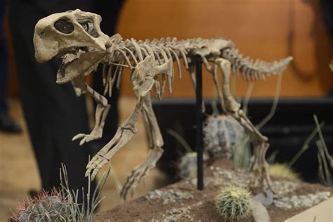 Este es el fósil completo de un Psittacosaurus y lo están exhibiendo en