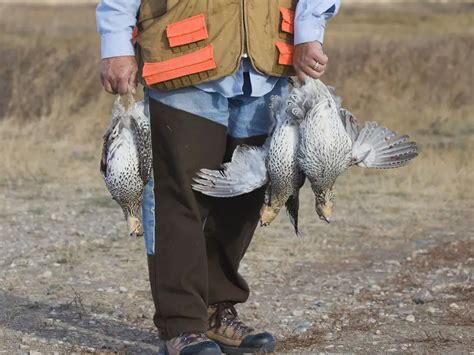 Bird Hunting: Top 5 Grouse Hunting Tips | TheGearHunt