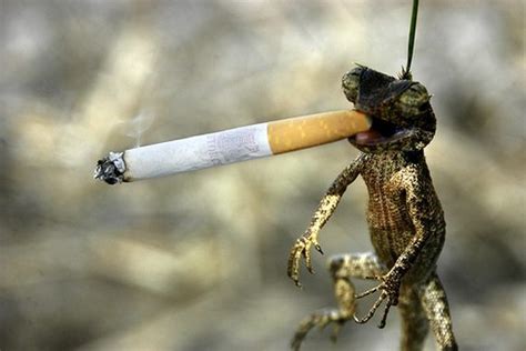 Frog smoking Cigarette | Funny