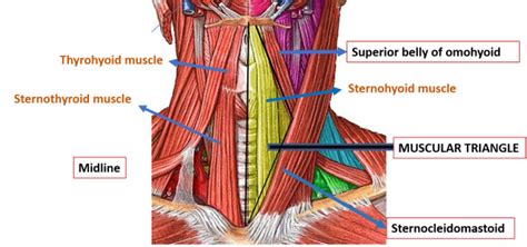 Anterior Triangle Subdivisions Boundaries Contents Anatomyqa