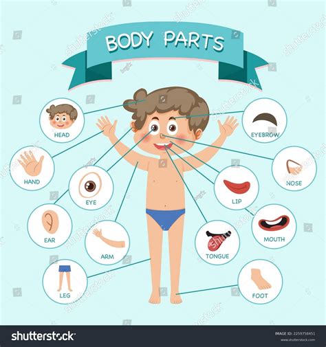 Body Parts Vocabulary Illustration Stock Vector Royalty Free