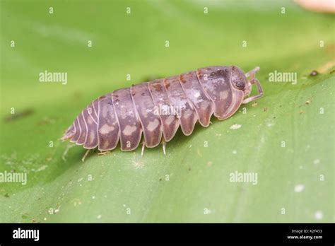 Pill Bug Armadillidiidae Stock Photo Alamy