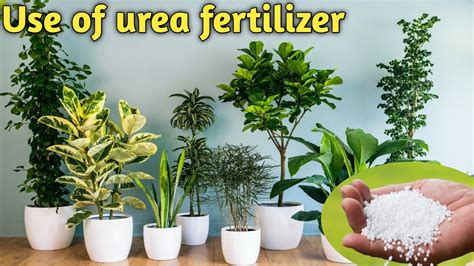 All About Urea Fertilizer How To Apply Urea Fertilizer How To Use