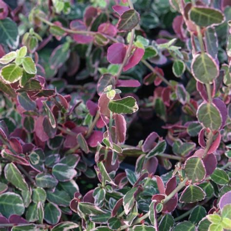 Euonymus Fortunei Emerald Gaiety Vente Fusain De Fortune Panach