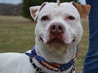 125 Best Adoptable Dogs at the Burlington County Animal Shelter images in 2019 | Animal shelter ...