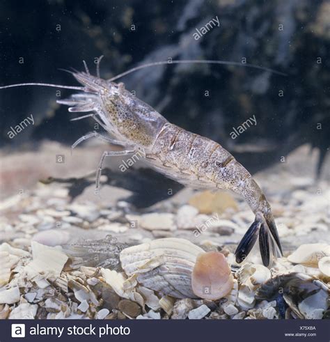 Common Shrimps High Resolution Stock Photography And Images Alamy