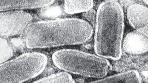 Vesicular Stomatitis Virus: Oncolytic Virus Repository-Imanis Life Sciences