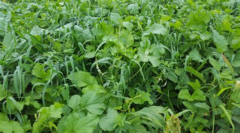 Cover Crops AgriLife Range Agricol