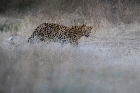 Free Photo | Indian leopard in the nature habitat Leopard resting on ...