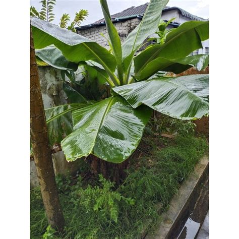 Pokok Pisang Serendah Dwarf Cavendish Kapal Renek Shopee Malaysia