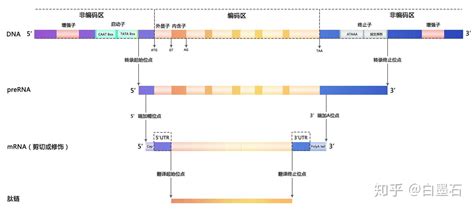 基因结构 知乎