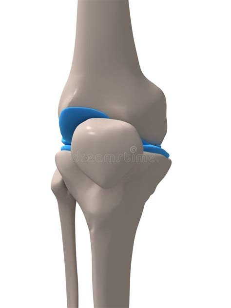 Menschliches Knie Stock Abbildung Illustration Von Anatomisch