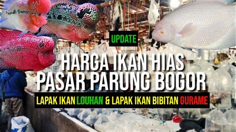 UPDATE Harga Ikan Hias LOUHAN BIBITAN IKAN GURAME Di Pasar Ikan