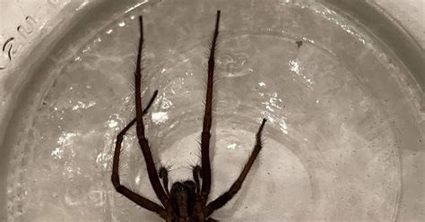 Bugging The Northwest Giant But Harmless House Spiders Are Among Us