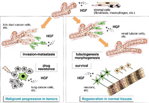 Two Pronged Roles Of HGF In Tissue Regeneration And Cancer Tissues HGF