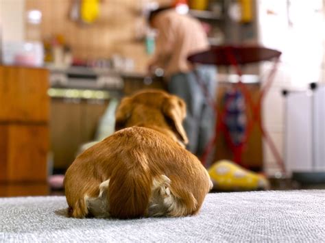 犬の肛門腺って何？肛門腺の役割や絞り方、肛門腺関連の病気について解説！ 愛犬との旅行ならイヌトミィ