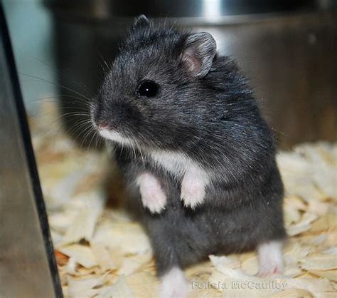 Black And White Fancy Russian Dwarf Hamster