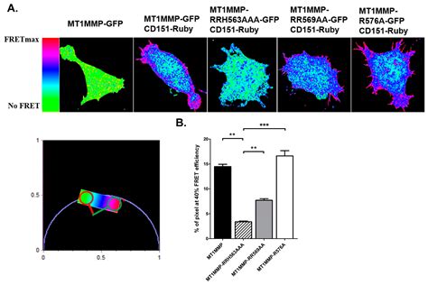 Cells Free Full Text Regulation Of Mt1 Mmp Activity Through Its