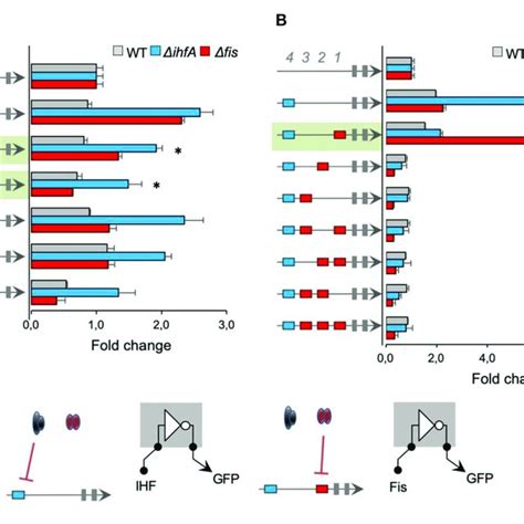 The Activity Of Promoters With Combined Ihf And Fis Binding Sites