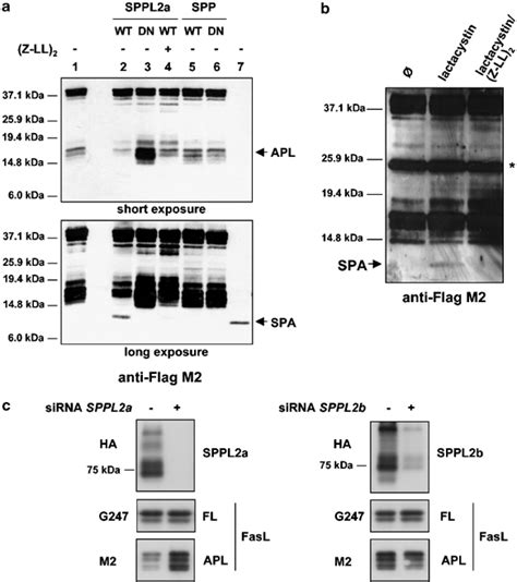 Processing Of The Fasl Apl Fragment By The Intramembrane Protease