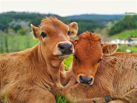 Mis Archienemigas Basquecountry Vanlife Vacas