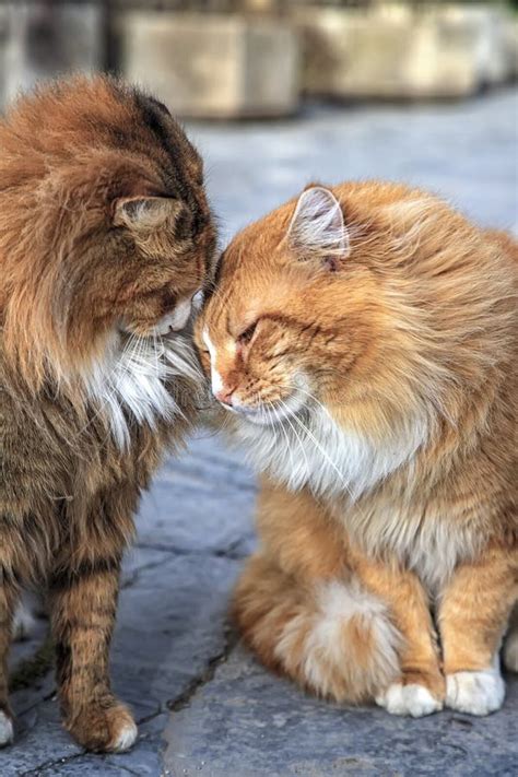 Couple Of Cats Loving Each Other Lean Their Heads To Each Other Stock