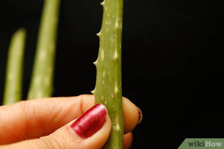 Come Estrarre Il Succo Dell Aloe Vera Passaggi