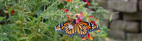 Monarch Butterfly Release Program Schaumburg Park District