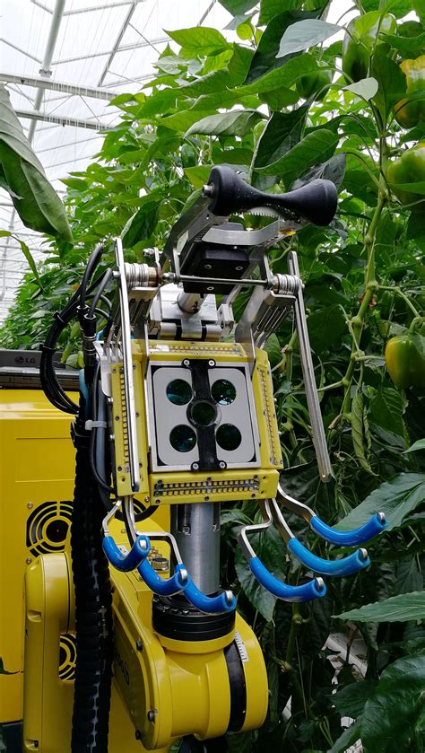 Sweet Pepper Harvesting Robot SWEEPER Project News Multimedia