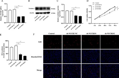 Effect Of Nucb Silencing On Rasf Proliferation A Rasfs Were Stably